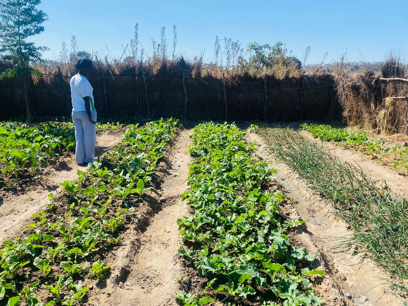 Vegetable field with a field observer