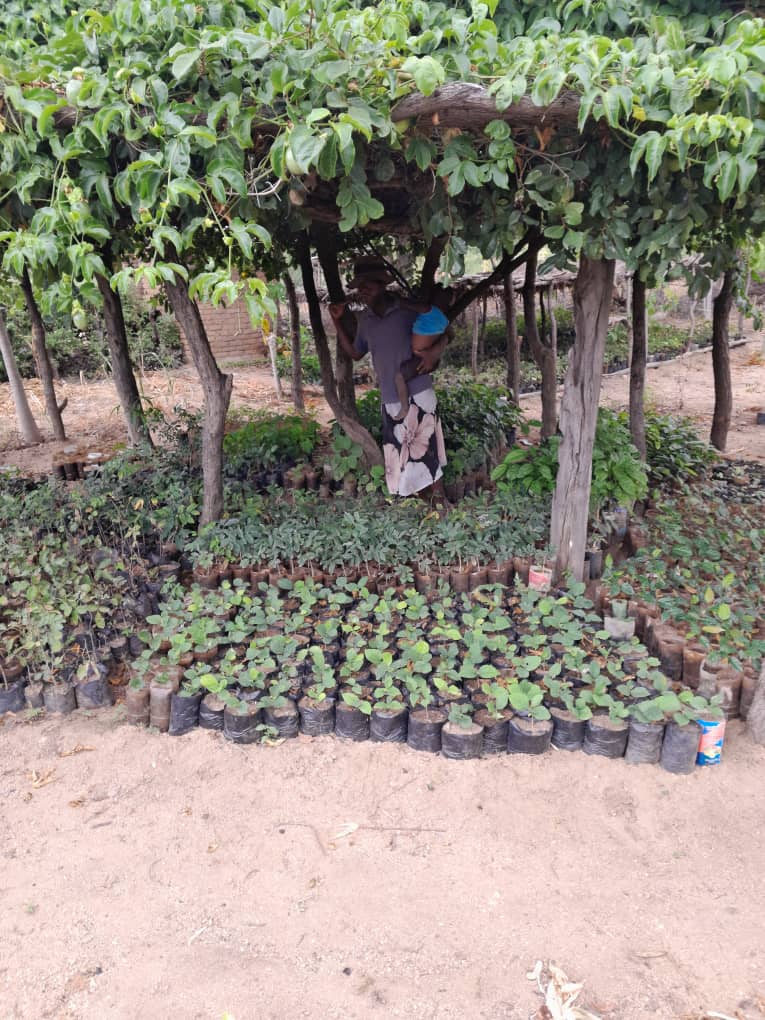 Tree nursery and land restoration seedlings for the PORET evaluation