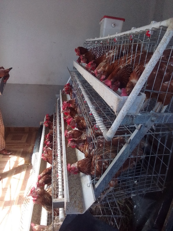 Poultry production site assessed for productive use of renewable energy