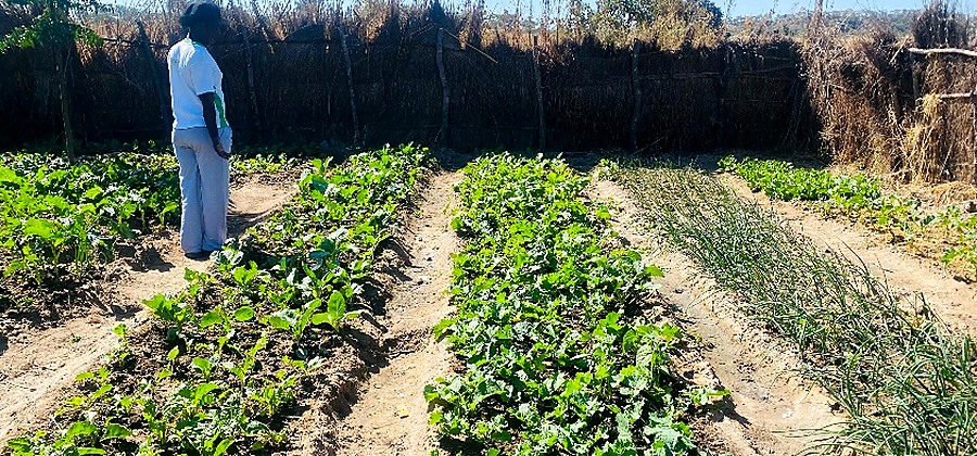 Agricultural field connected to programme design work